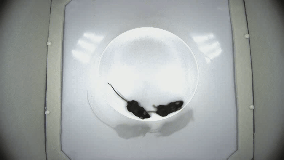 跟随